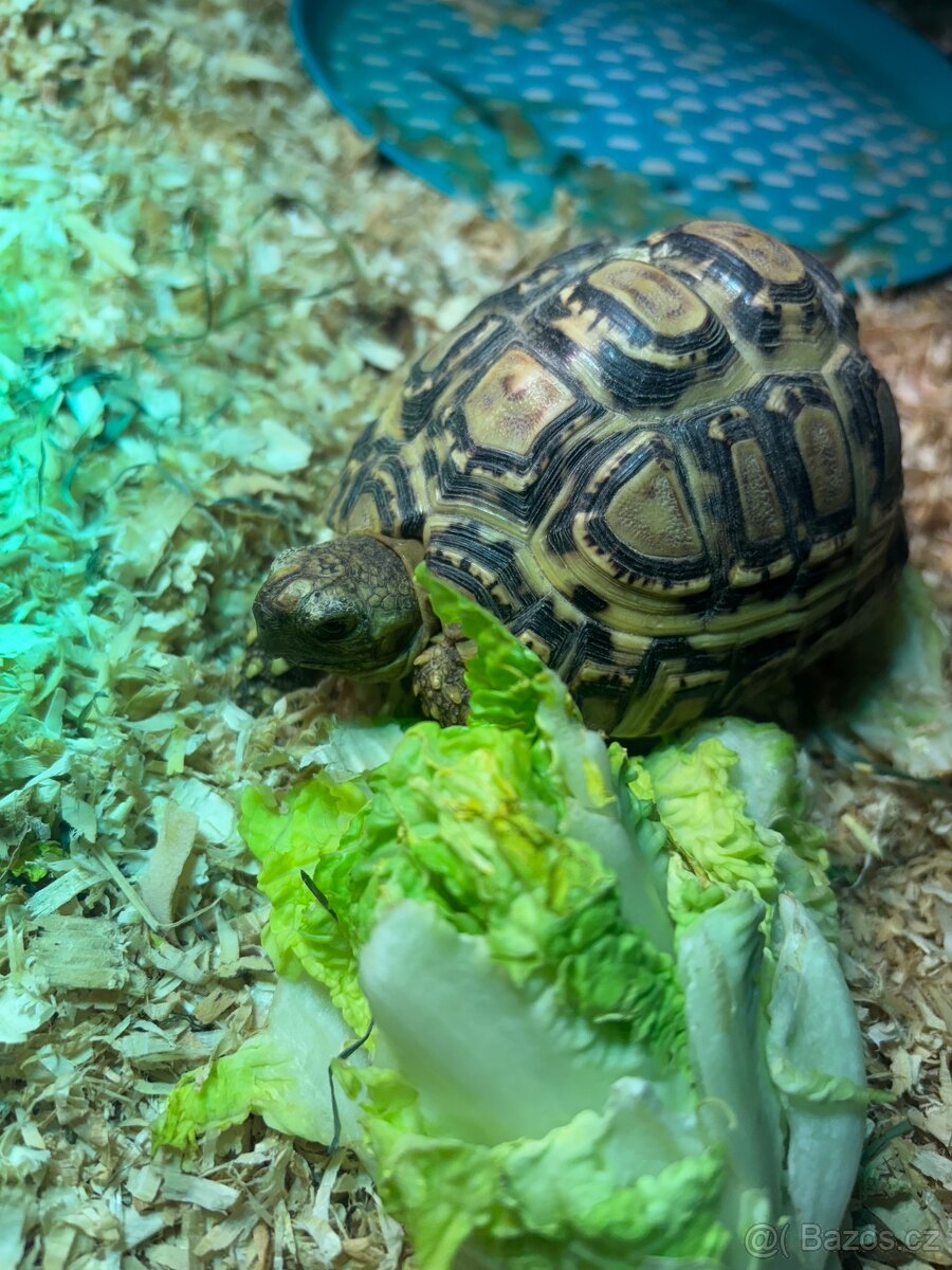 Želva pardalí - 2