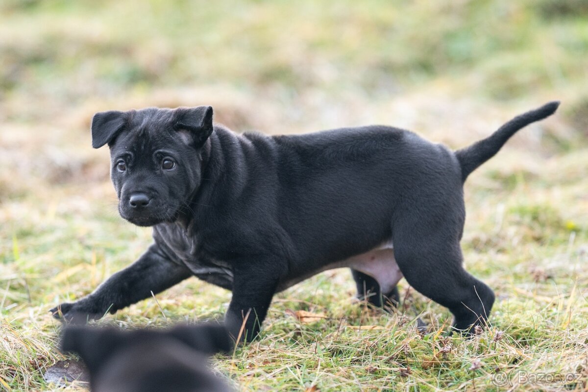 Thajský ridgeback s PP - černý pejsek - 2
