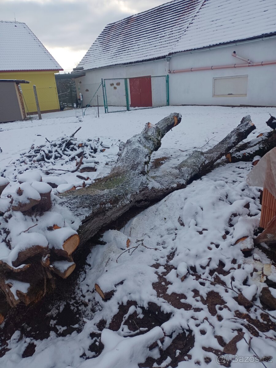 Prodám kmen třešně - 2