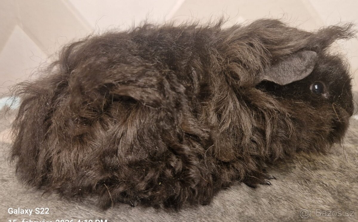 Morčatá s PP- samice - 2