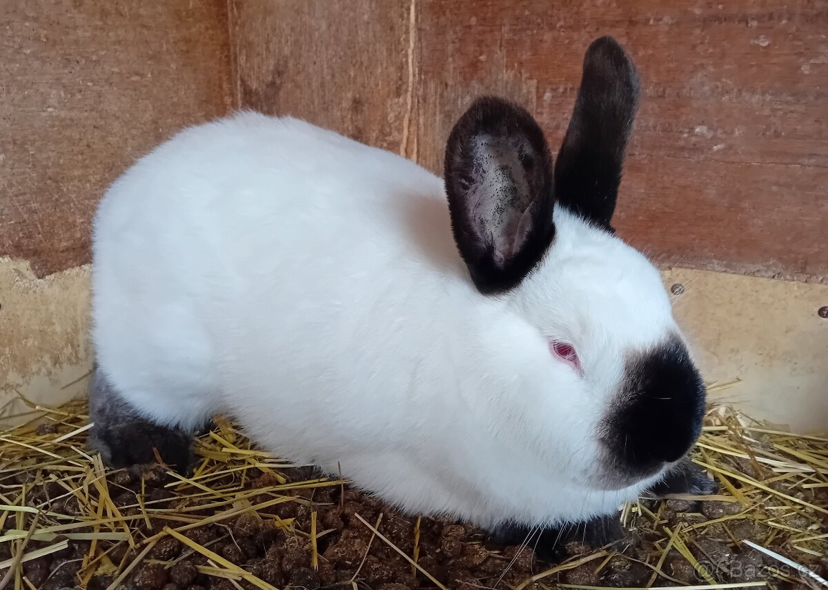Králík kalifornský - 2