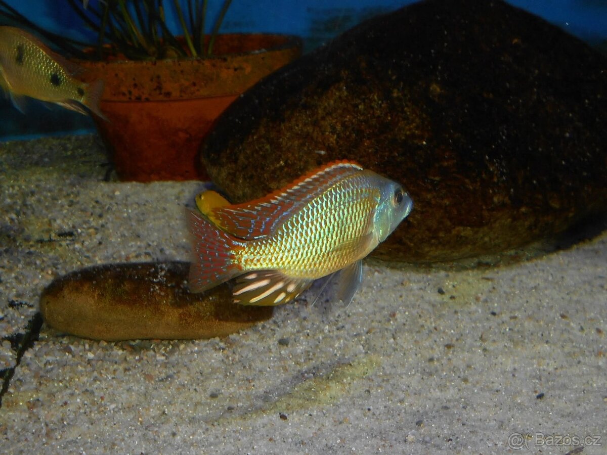 Otopharynx Tetrastigma, Malawi - 2