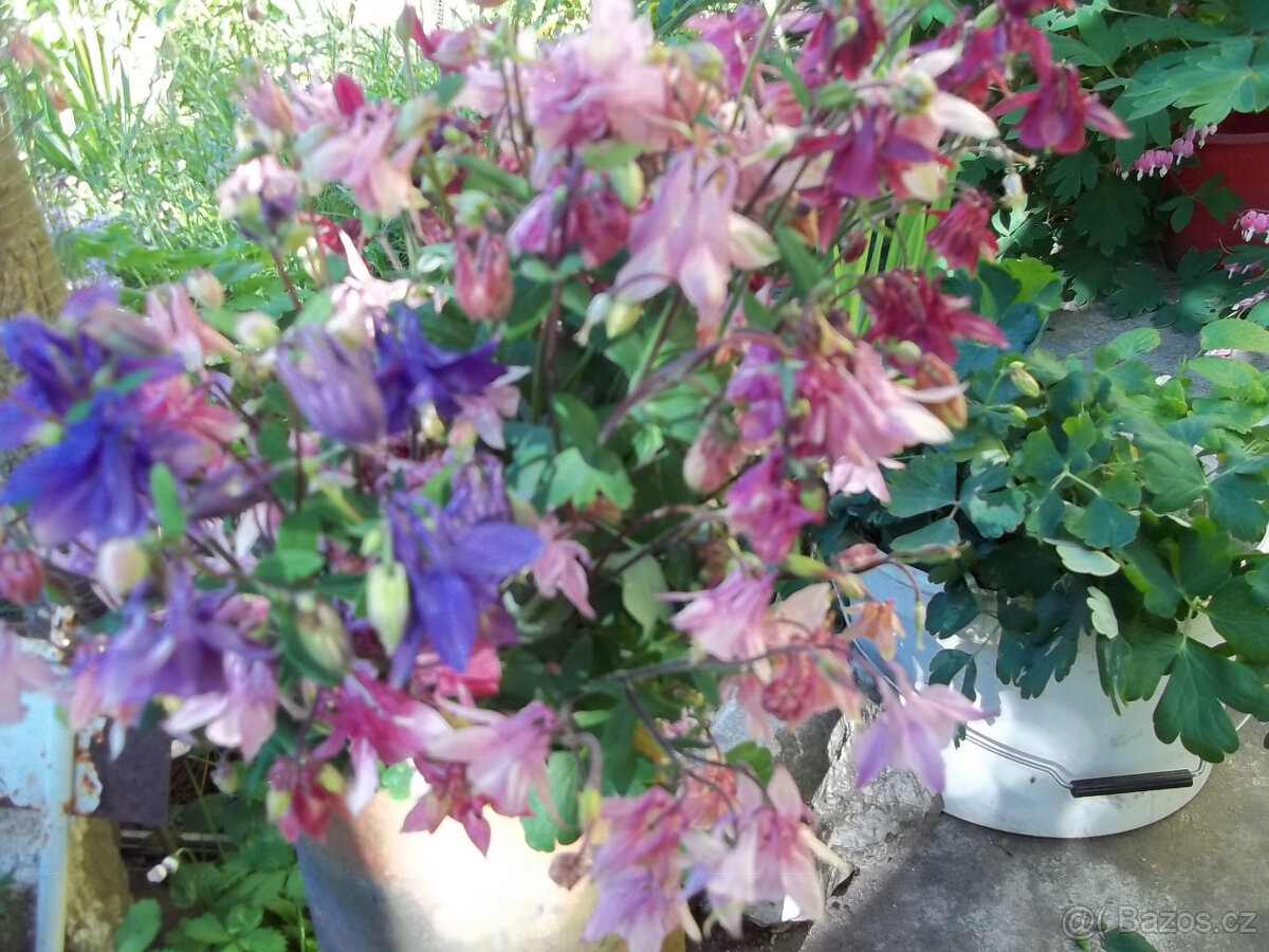 Orlíček květina - 2