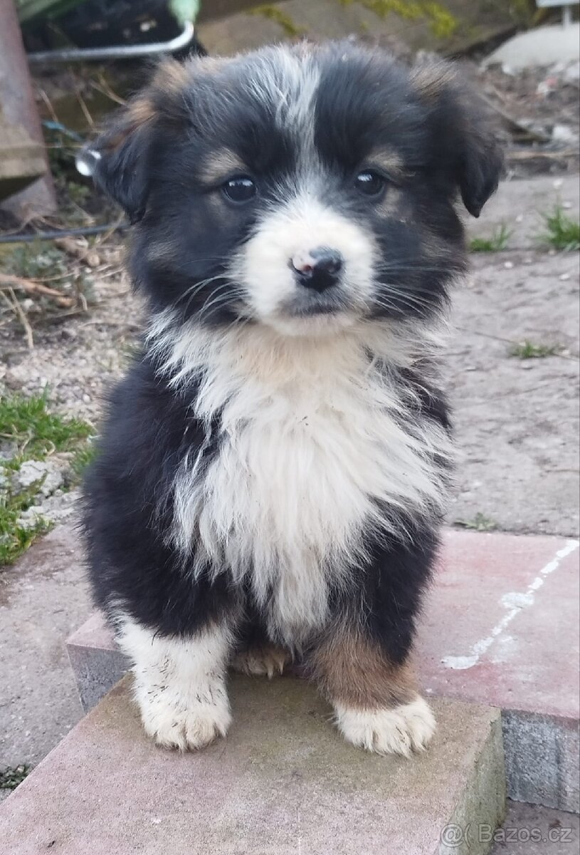 Štěňata ořiška - 2