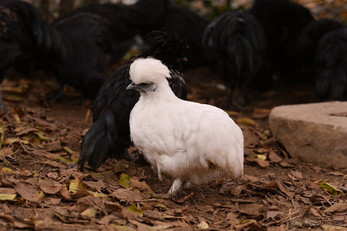 Minikříženci (zHol-He) pro radost na zahradu i vejce - 2