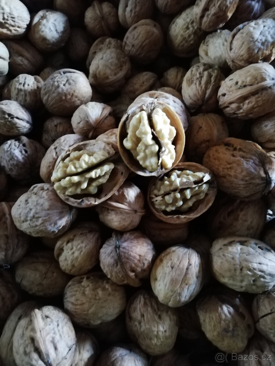 vlašské ořechy - 2
