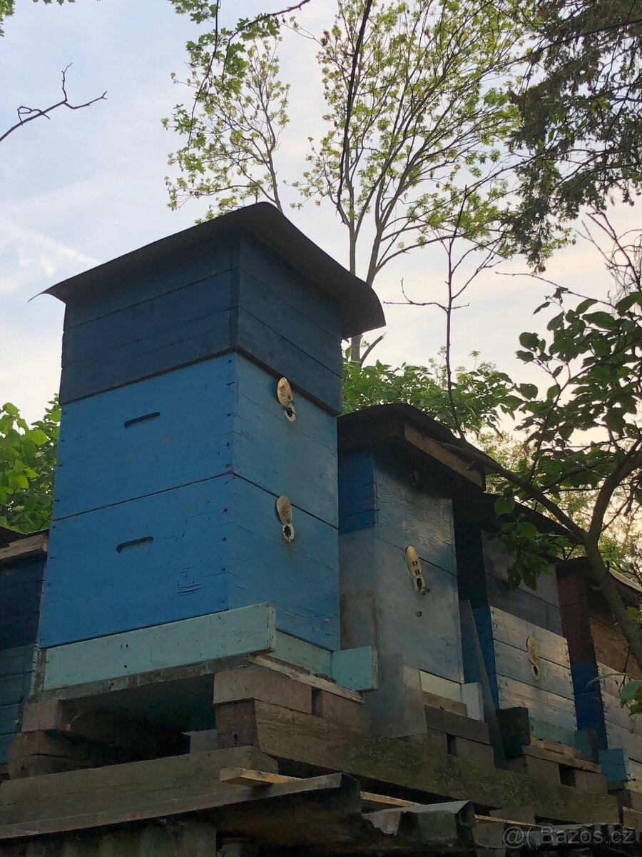 Prodej Včelstev - 2