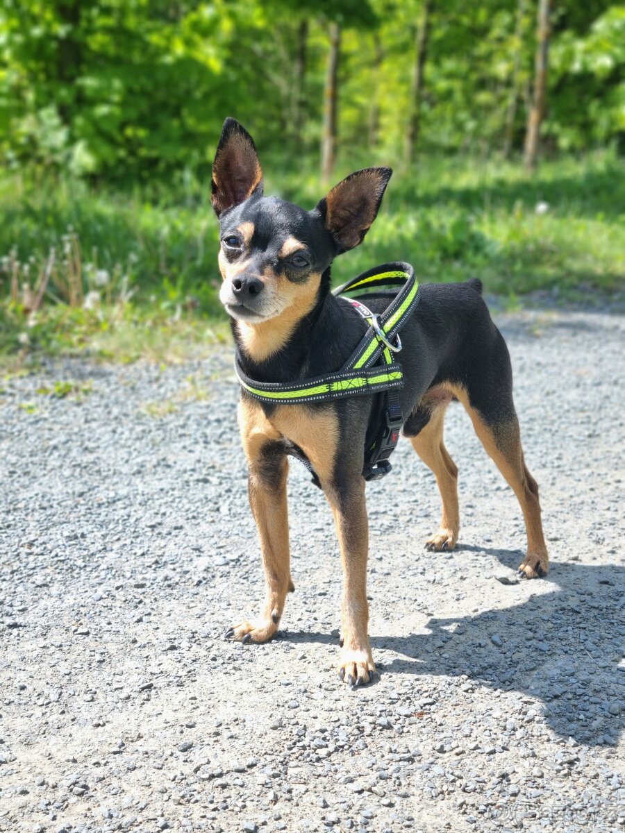 HLEDÁME NEVĚSTU - 2