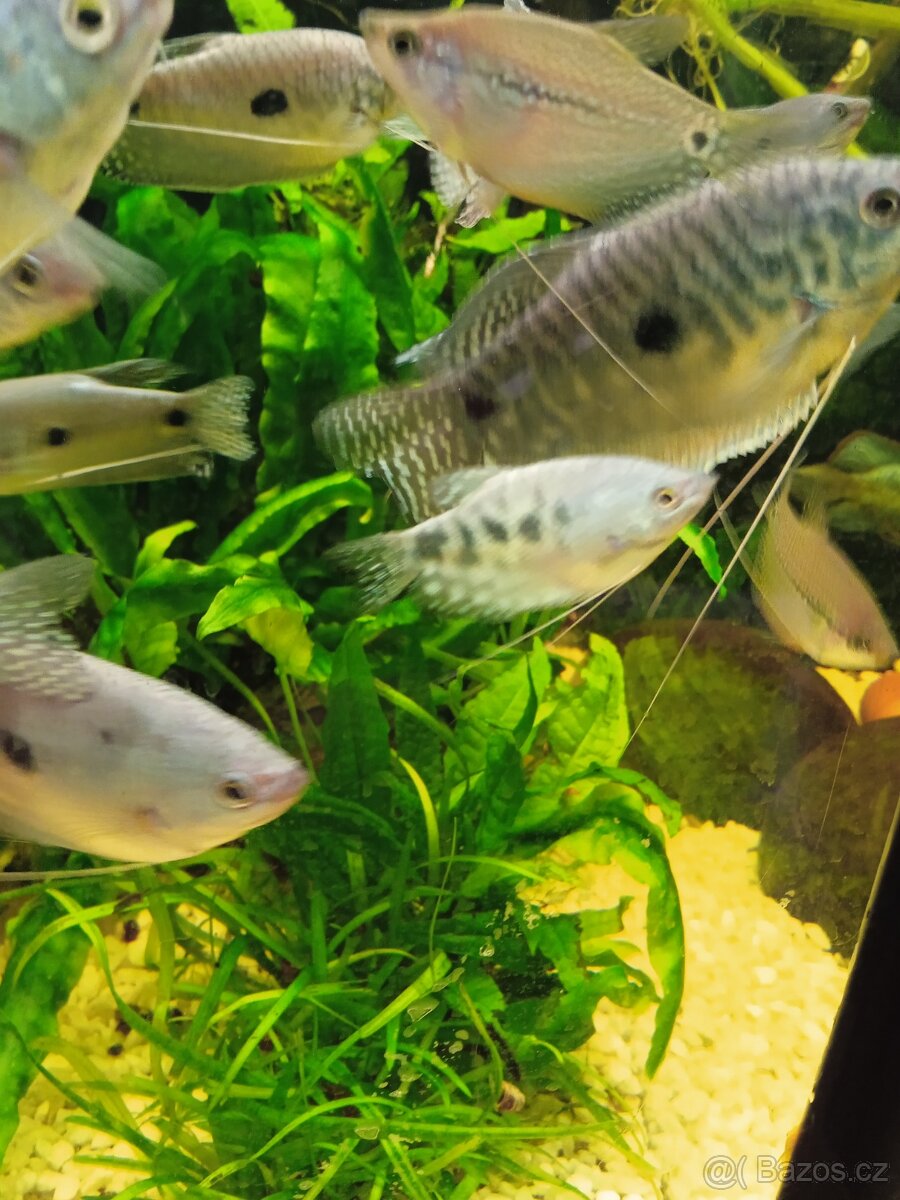 Čichavci modrý,perleťový,zlaty - 2