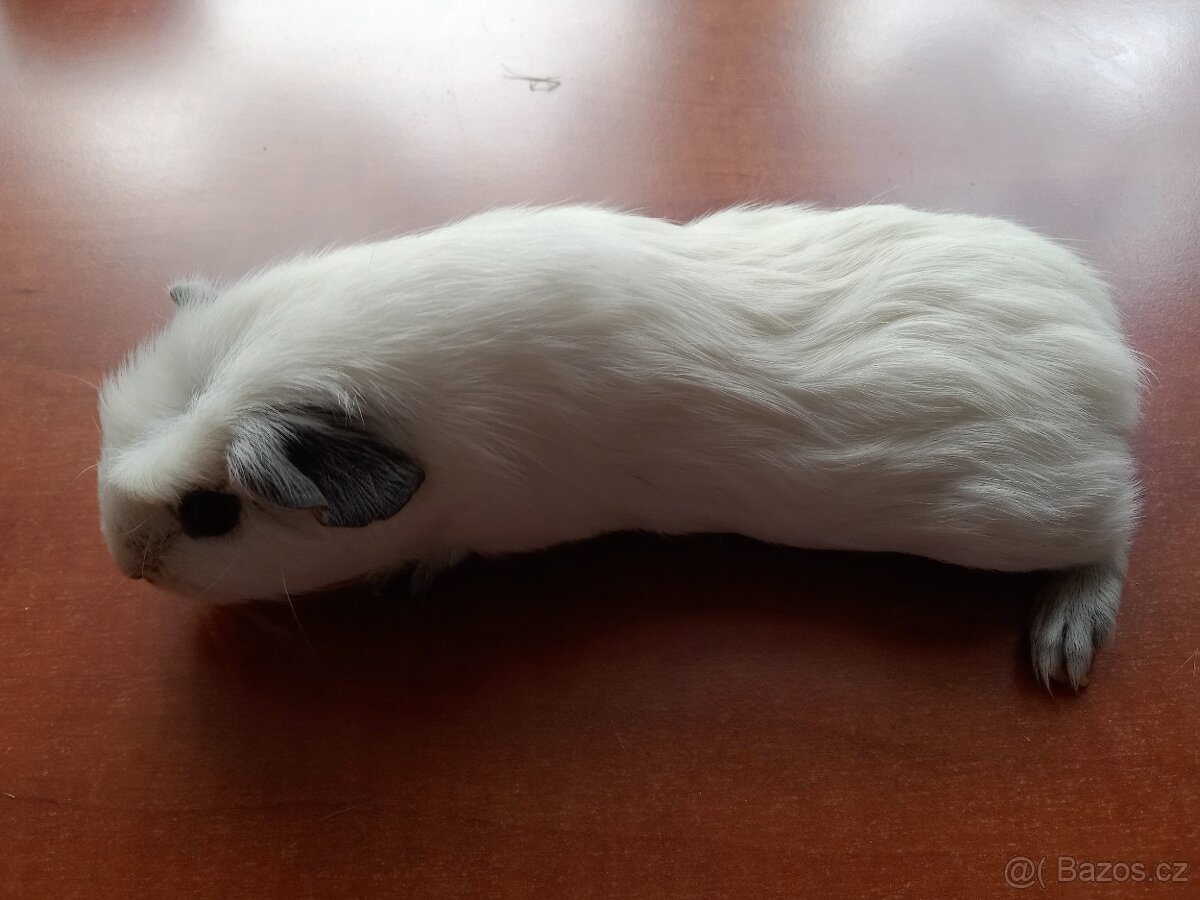 Morče morčata Cuy samec a samice - 2