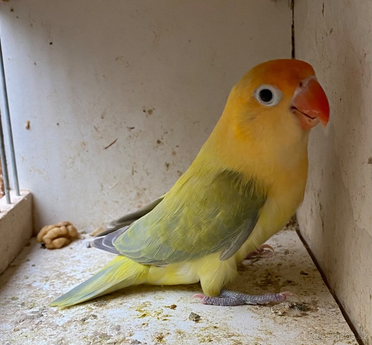 Agapornis Fischeri Dilute - 2