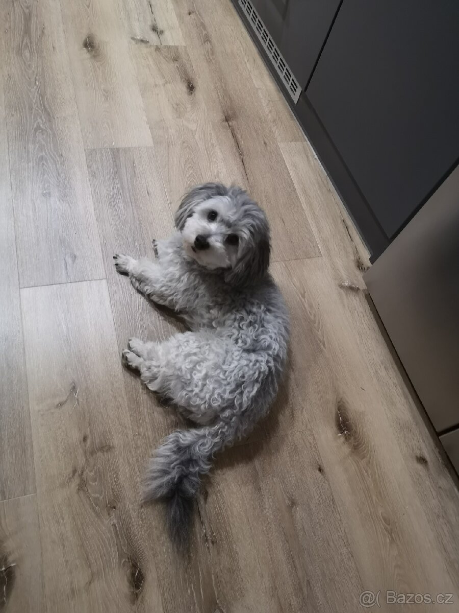 Havansky psík ke krytí - 2