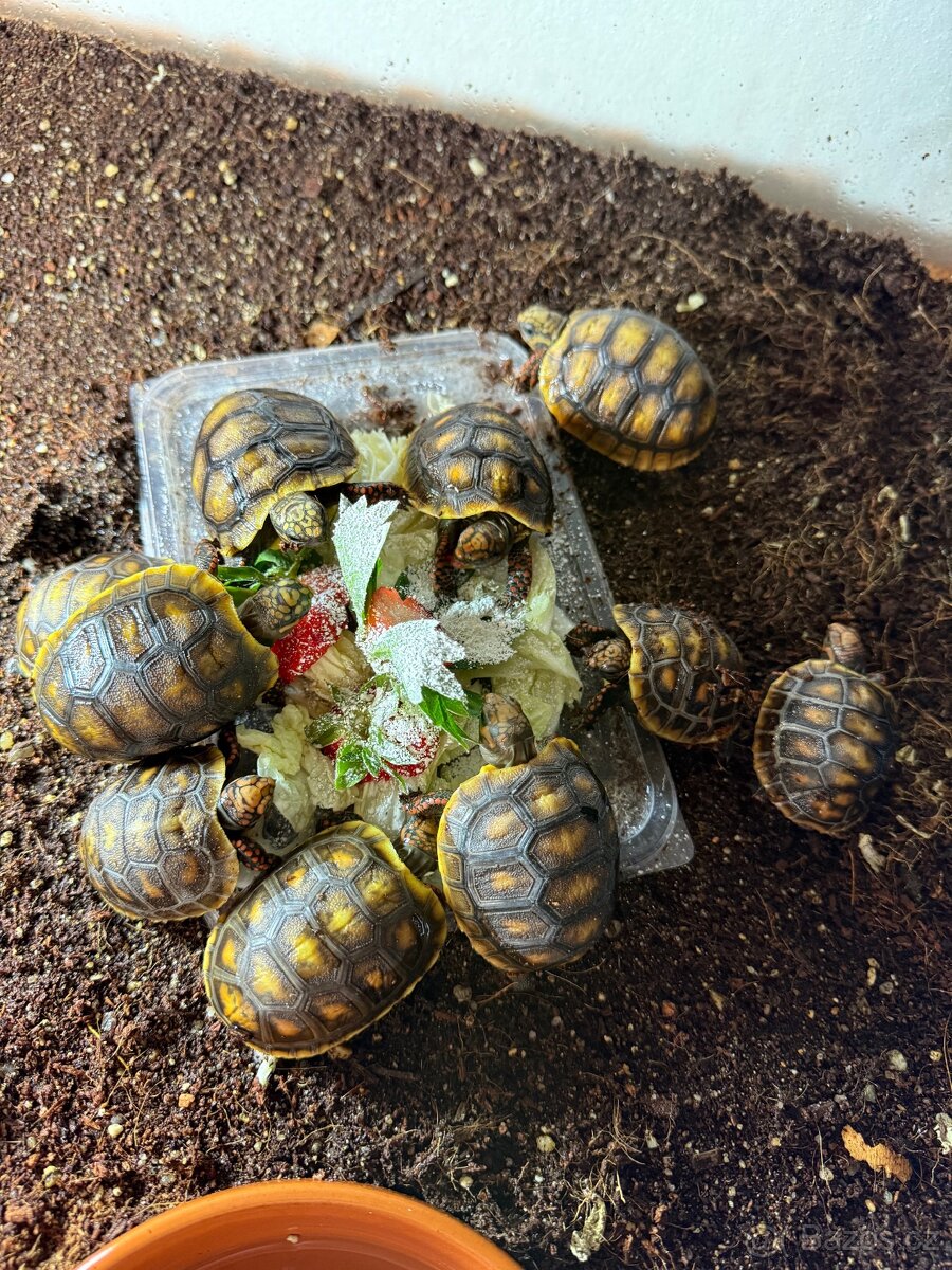 želva uhlířská Geochelone carbonaria - 2