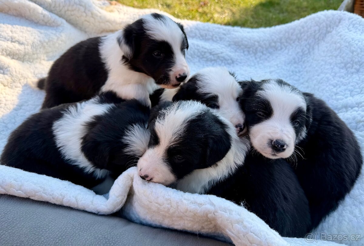 Štěňata border kolie bez PP - 2