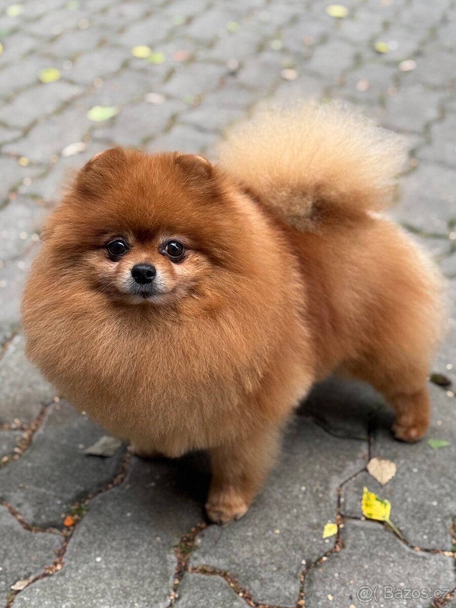Pomeranian s PP - - 2