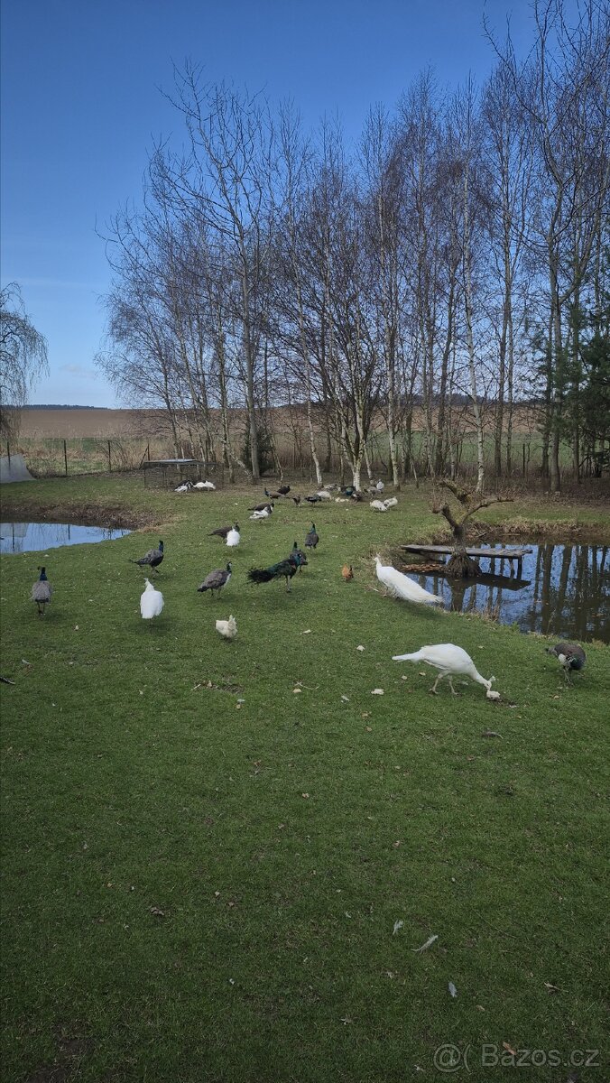 Páv a pávice - 2
