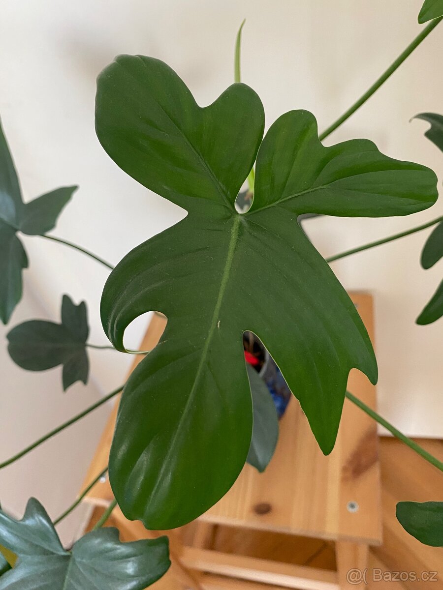Philodendron squamiferium - 2