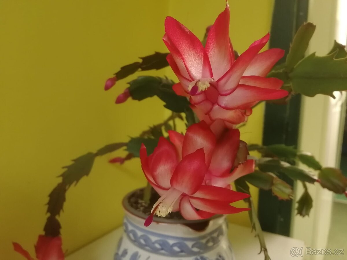 Vánoční kaktus - 2