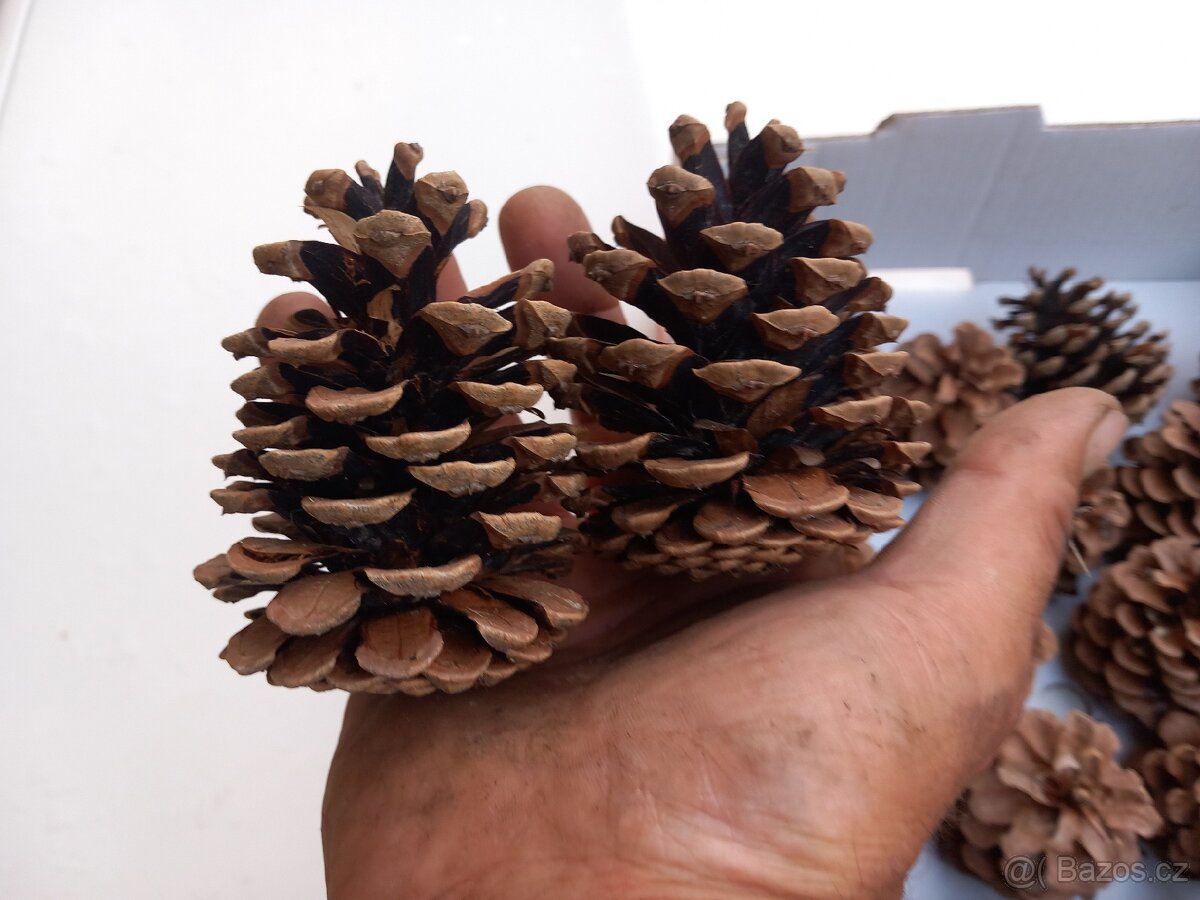 Borové šišky - 2
