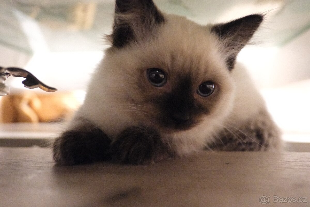 SIBIŘSKÁ KOČKA - NĚVSKÁ MAŠKARÁDA - 2