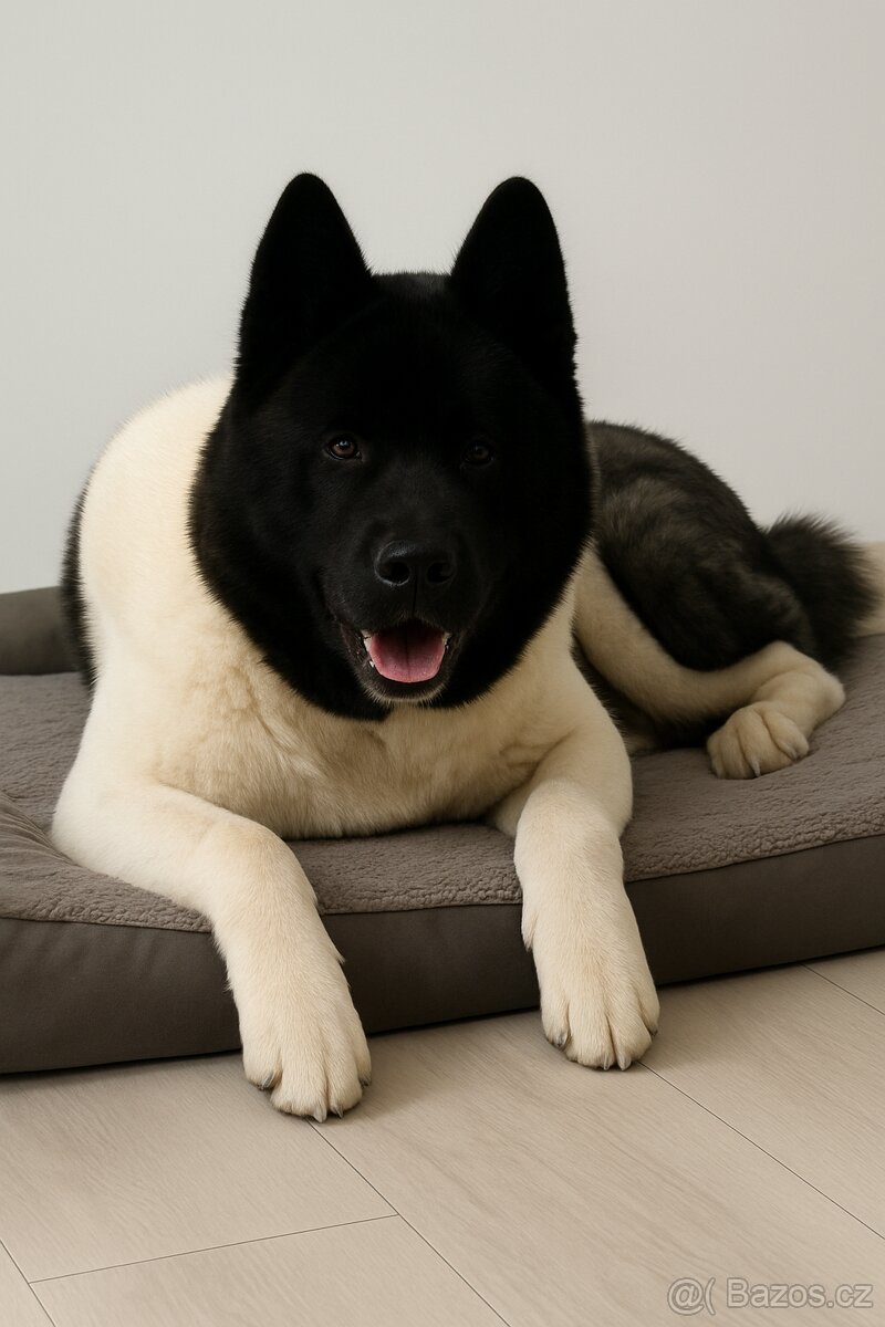 Americká akita - 2