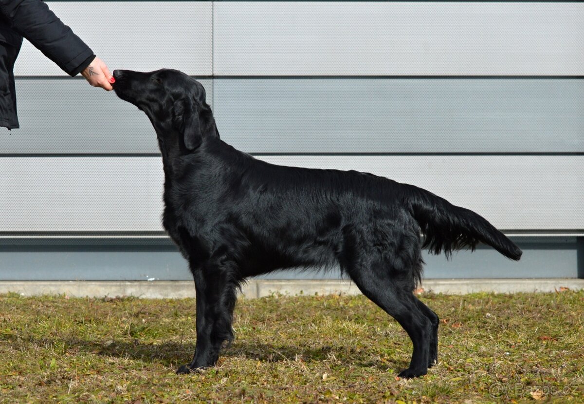 Flat Coated Retriever - černá štěňátka 6/2026 - 2