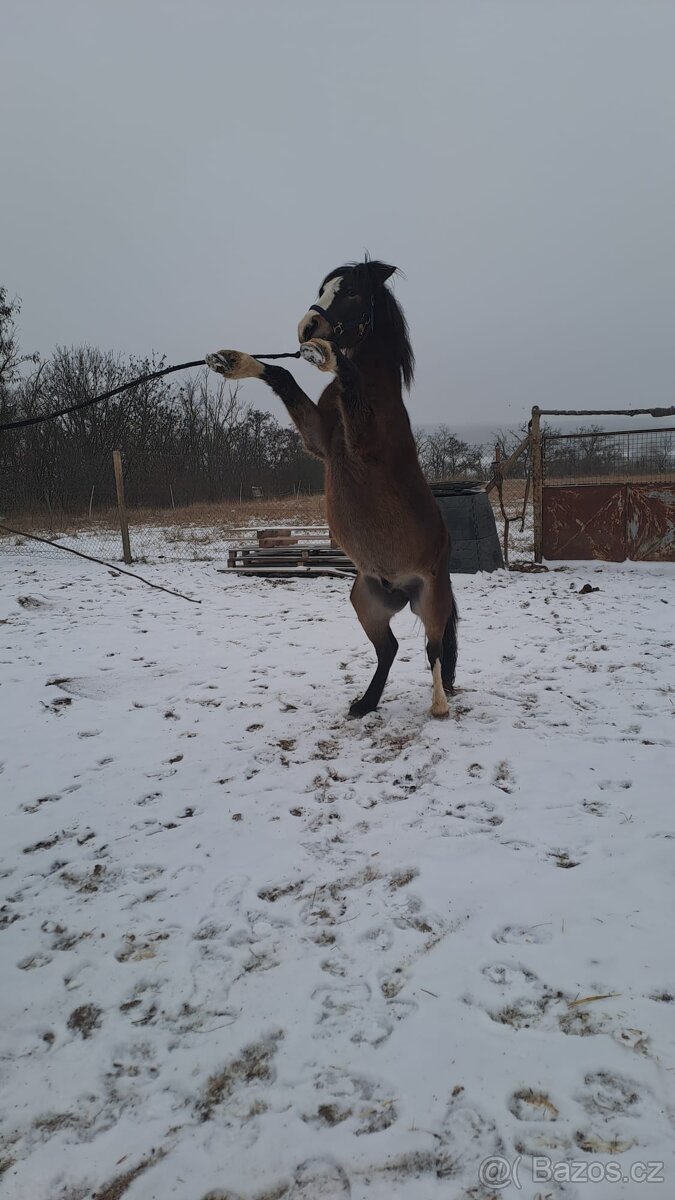 Prodám Welsh padr bret - 2