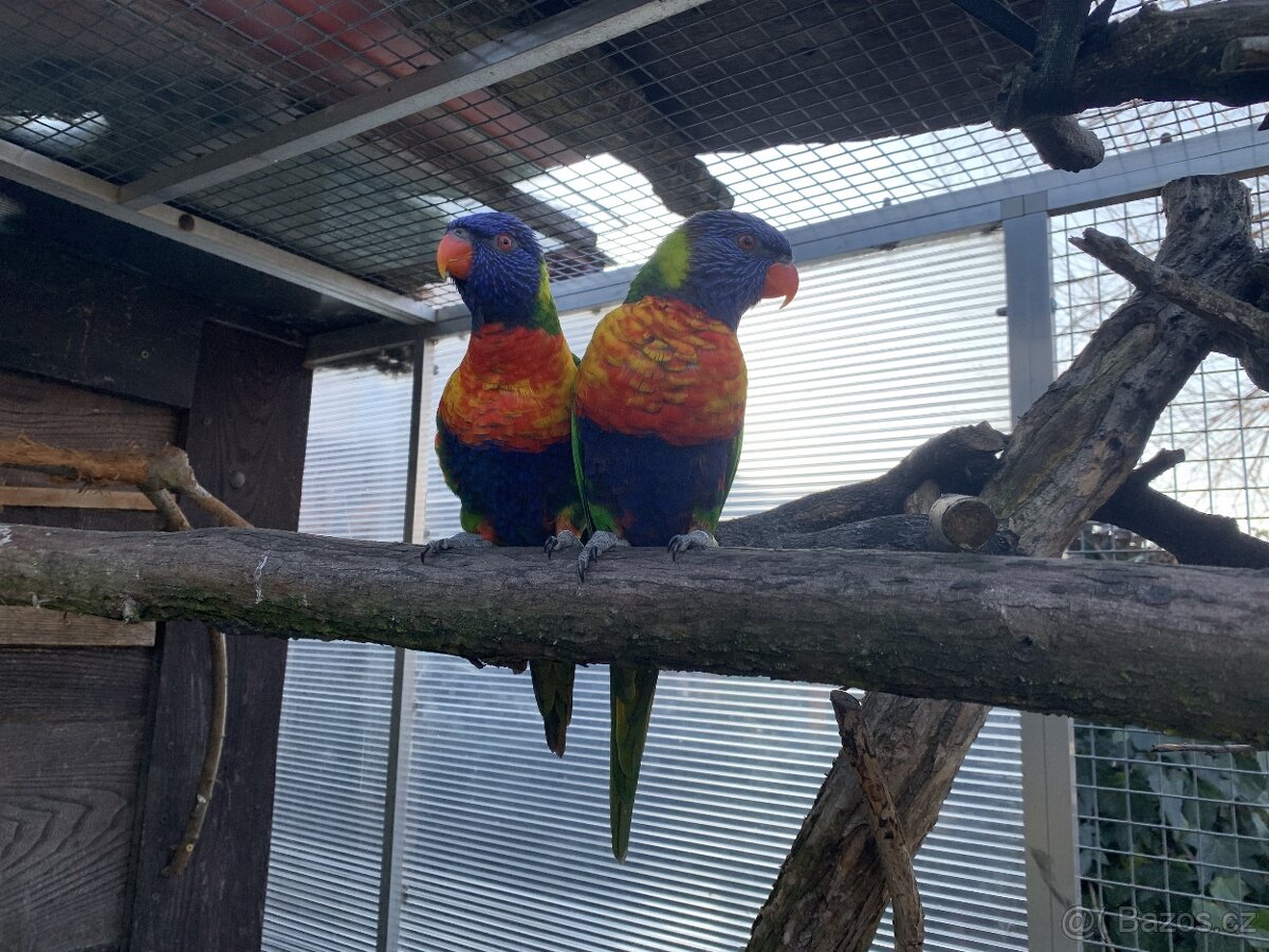 Lori mnohobarvý horský - 2