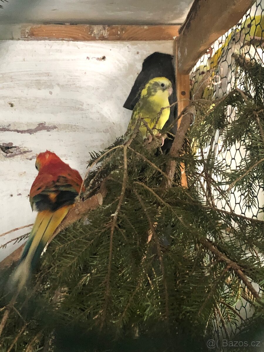 Prodam Papoušek zpěvavy - 2