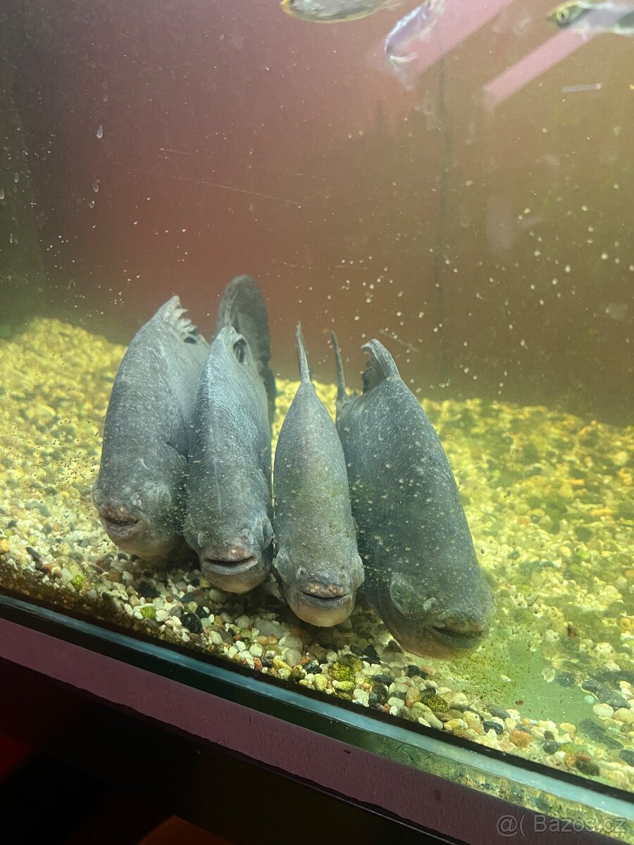 Piraňa rostlinožravá - 2