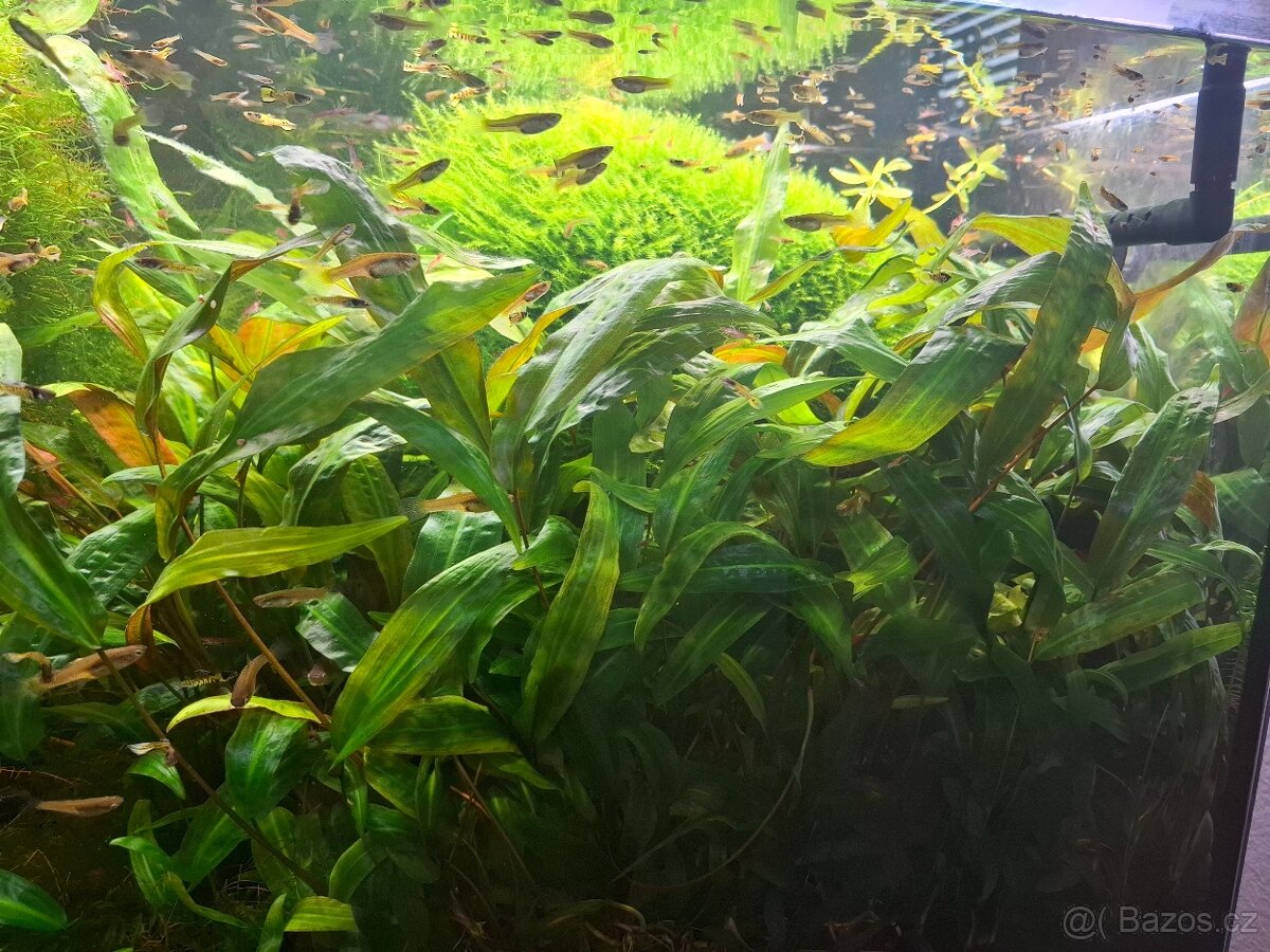 Rostlinky a rybky - 2