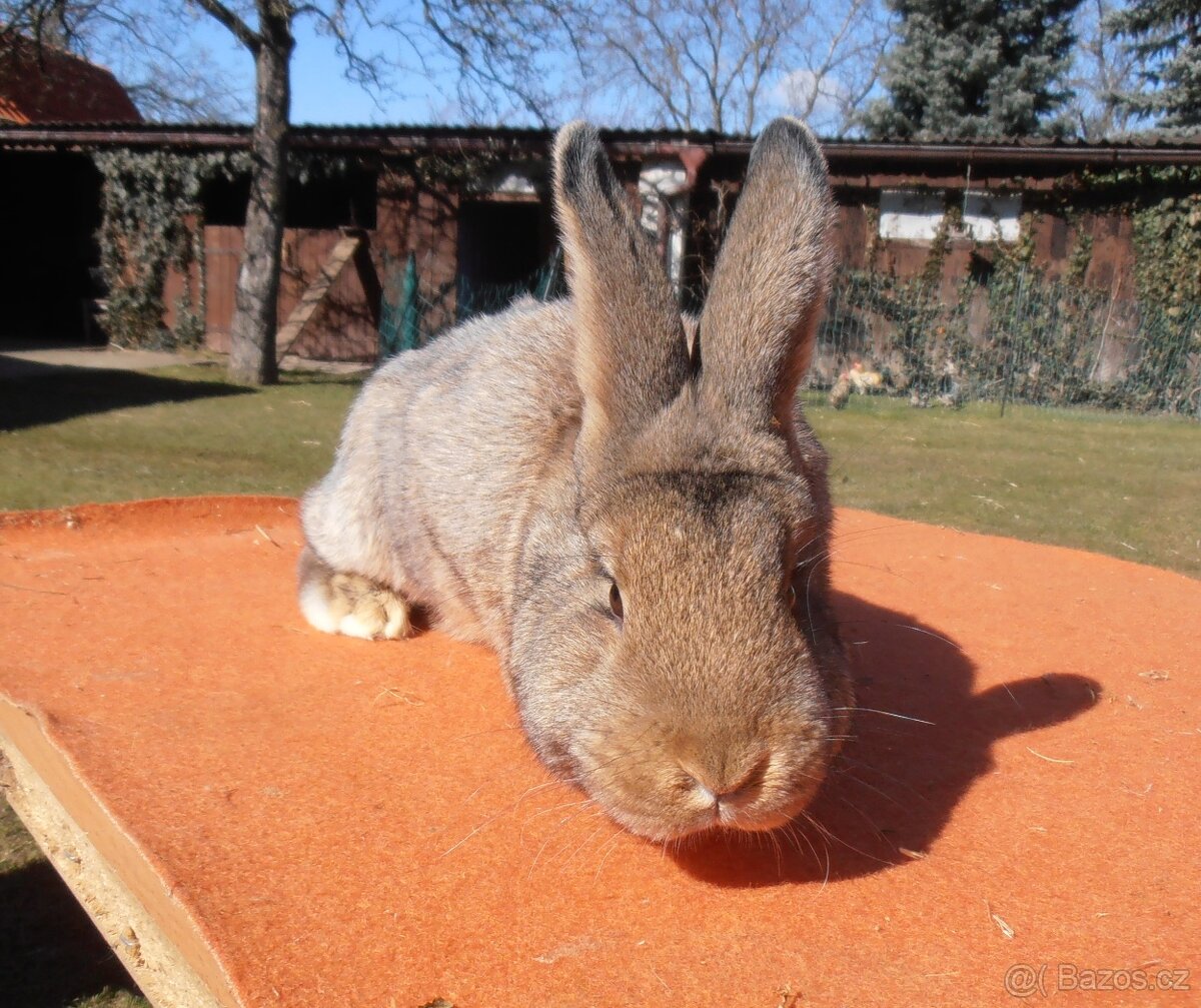 Prodej Králíků - 2