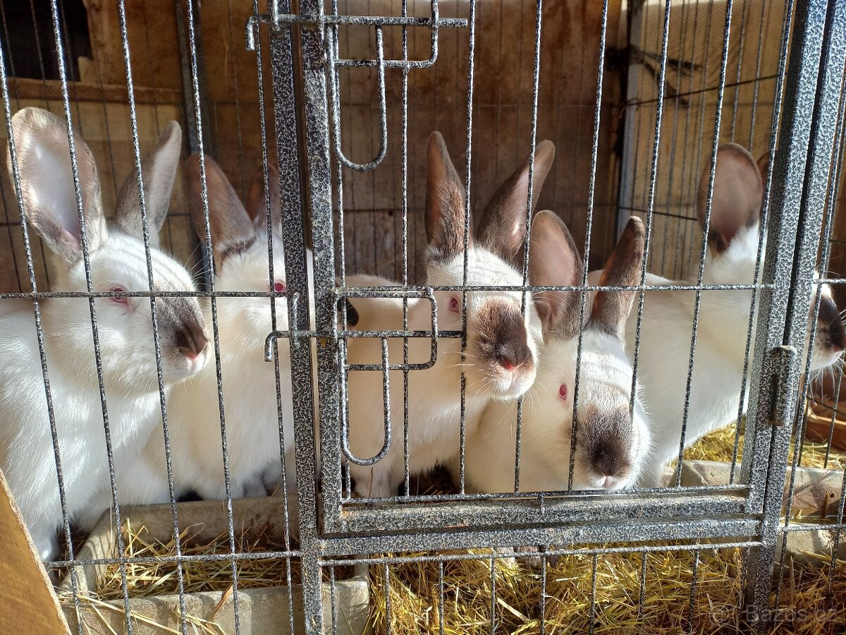 prodám králíky - 2