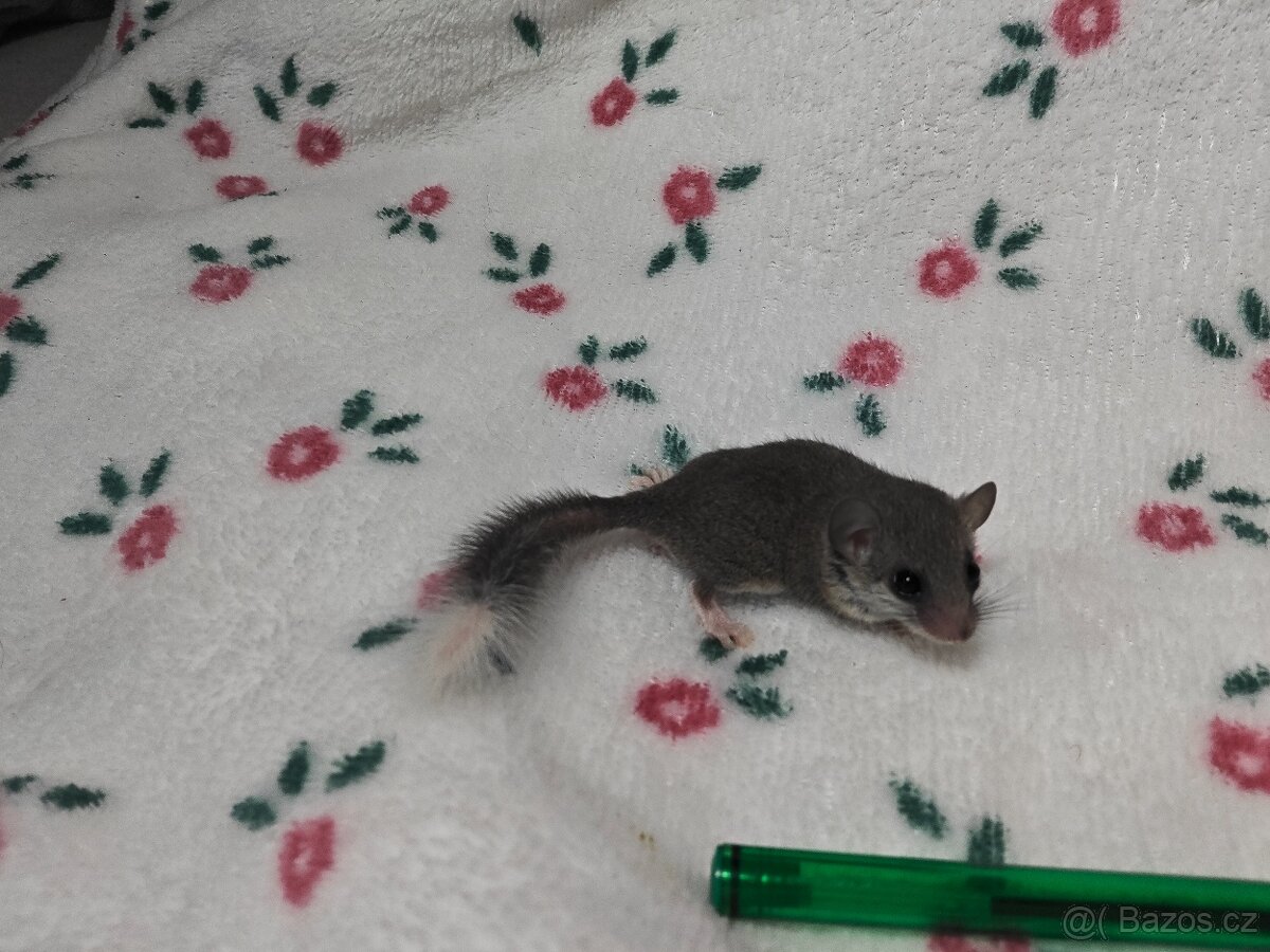 Plšík africký - 2