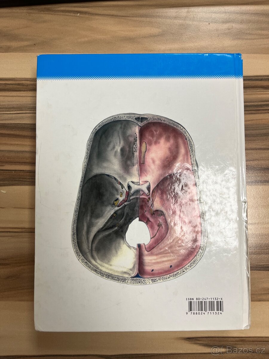 Anatomie 3 - Čihák - 2