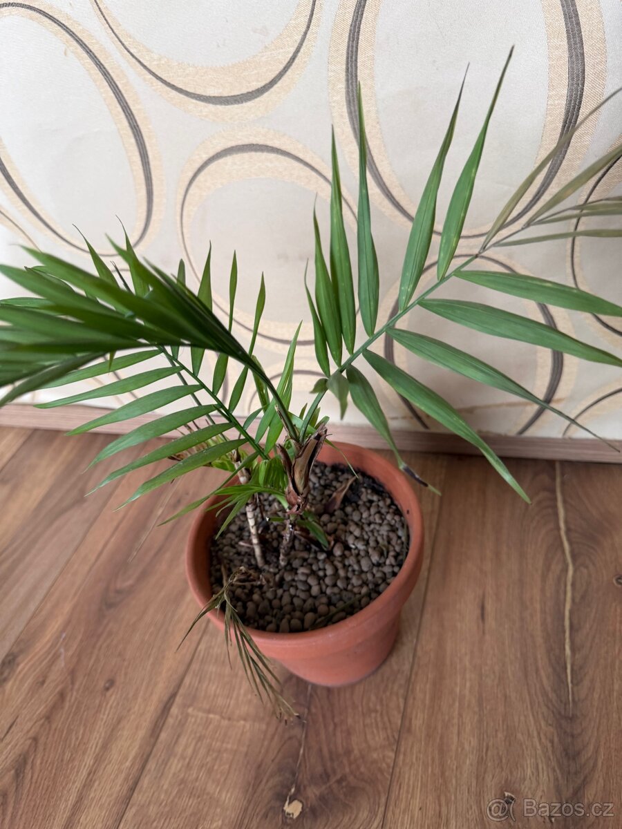 Chamaedorea Palm - 2