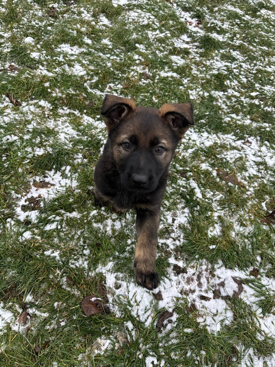 Německý ovčák - štěňatas PP - 2