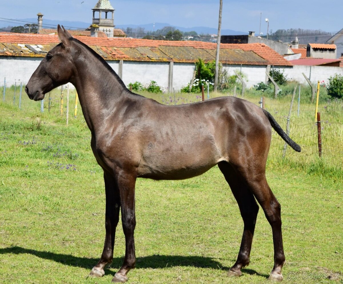 Puro Sangue Lusitano - roční hřebeček po Miura de Cais - 2