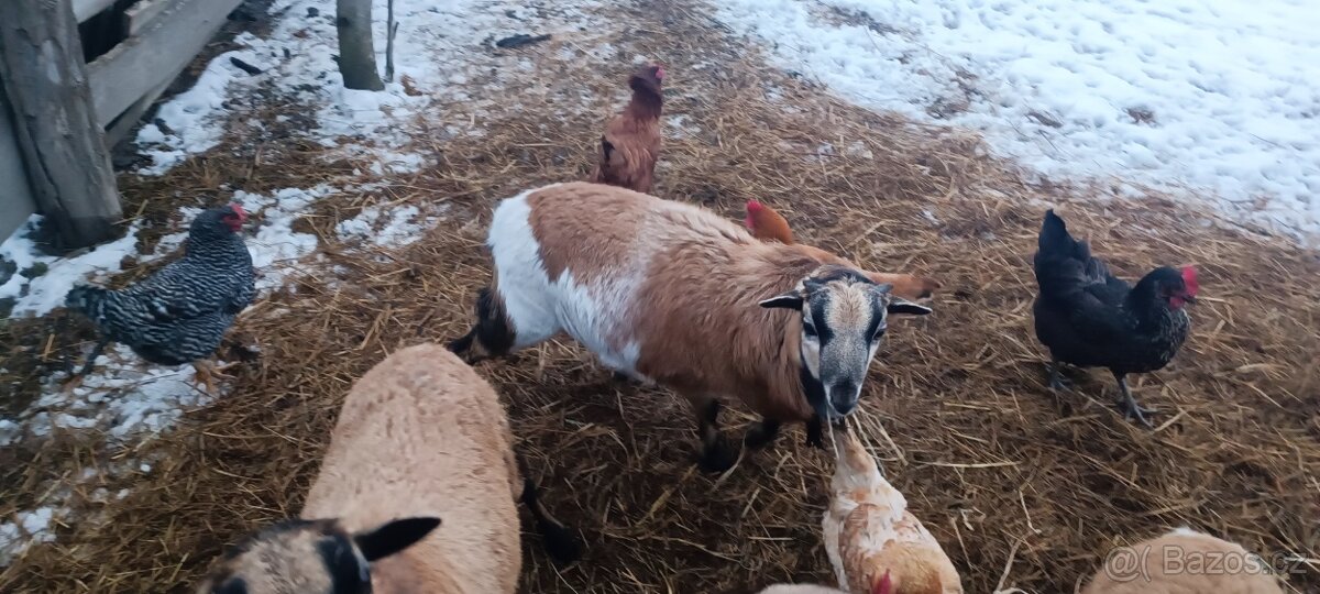 Kamerunský beránek - 2