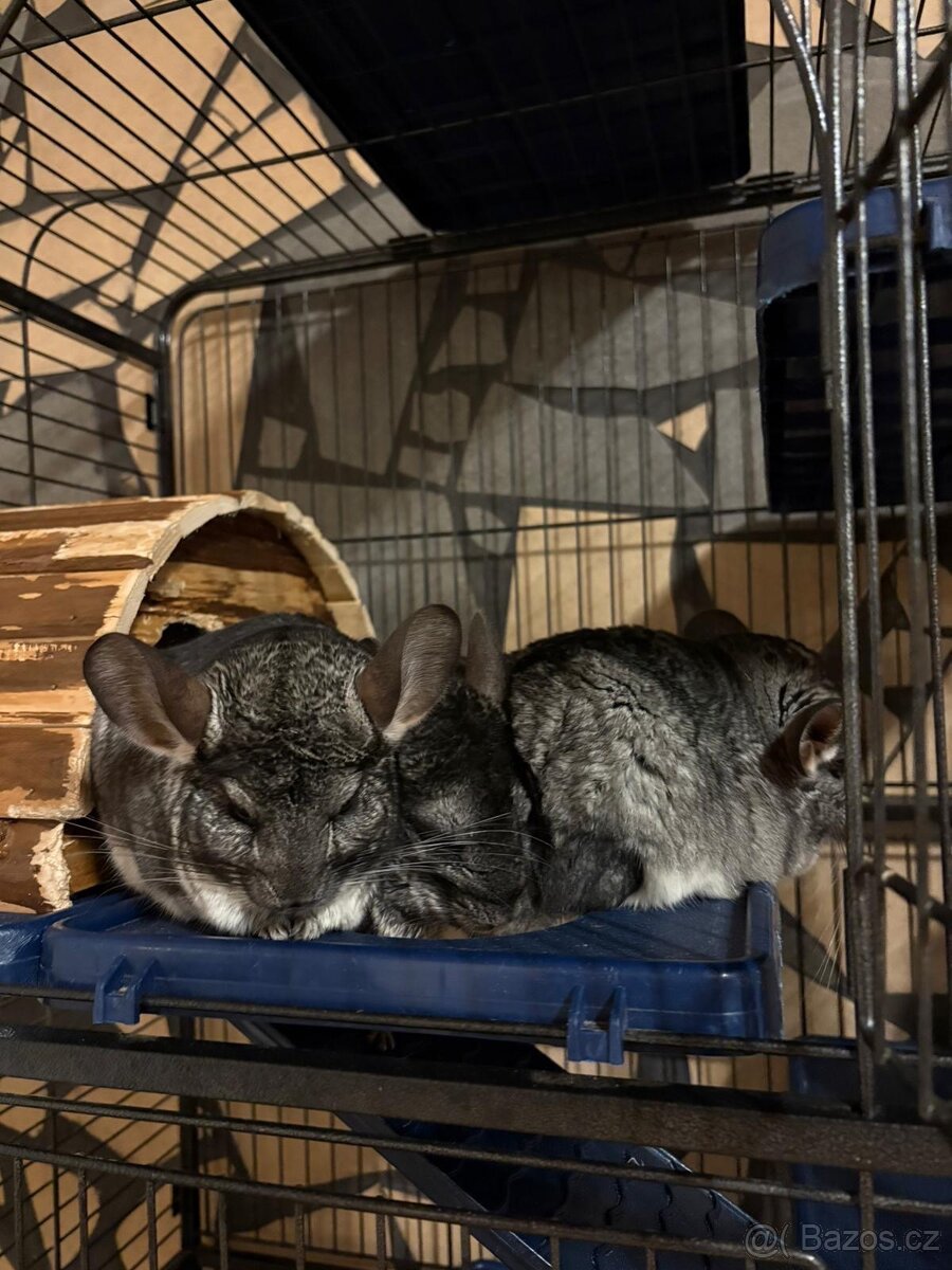 Velká klec s činčilami - 2