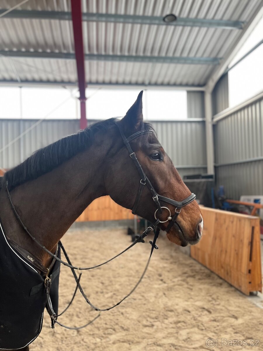 Kůň do sportu - 2