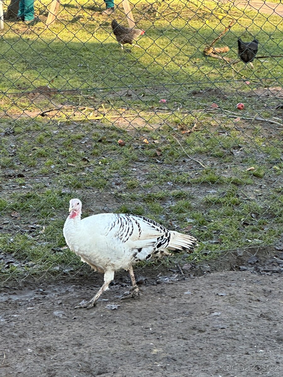 KRŮTA CROLLWITZKÁ - 2