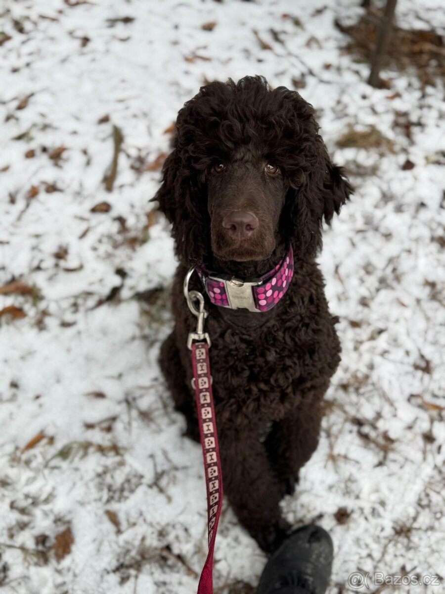 Pudl velký - královský - 2