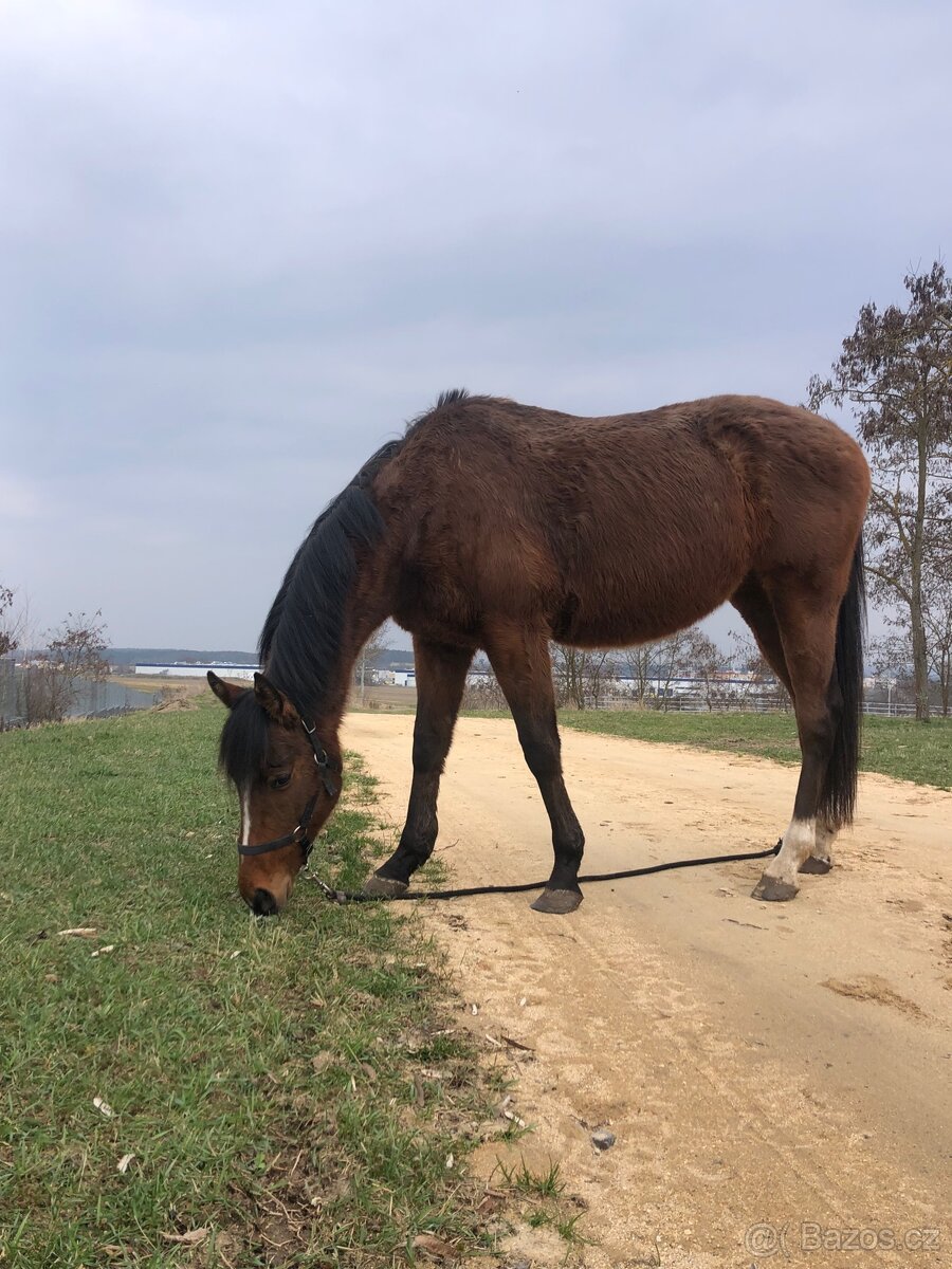 Pronájem valacha - 2