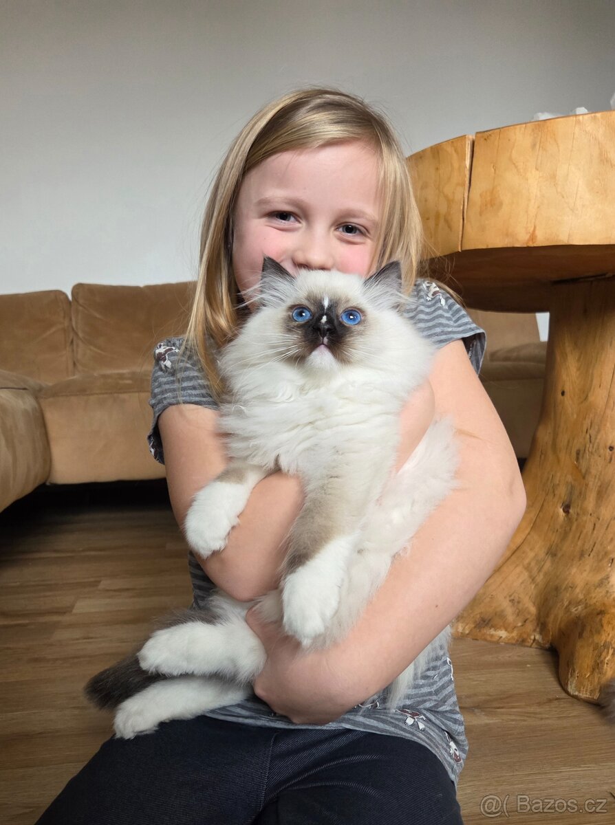 Ragdoll kocourek s PP - 2