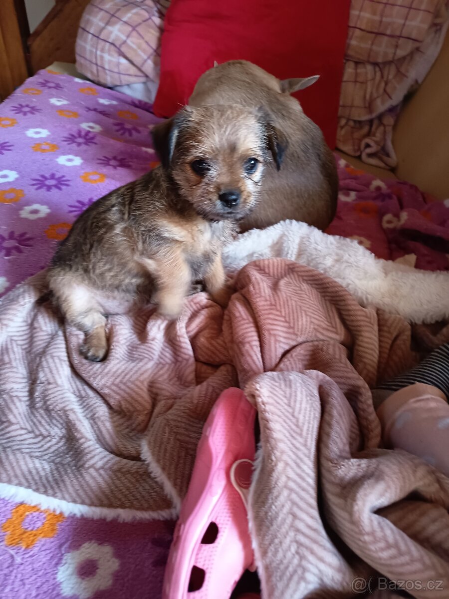 Štěňata - 2
