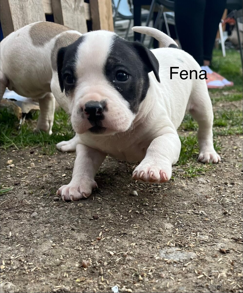 Americký Staford - 2