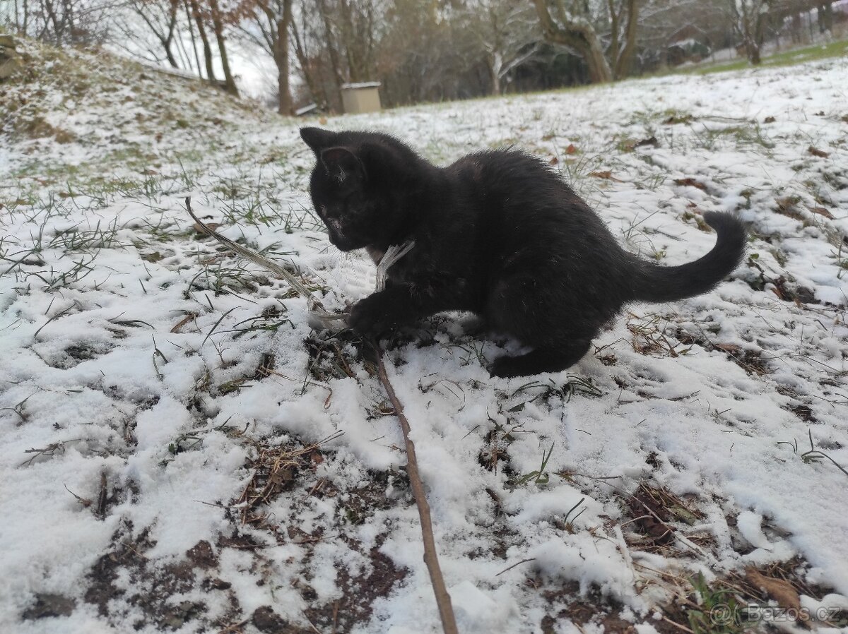 Darujeme koťátka - 2