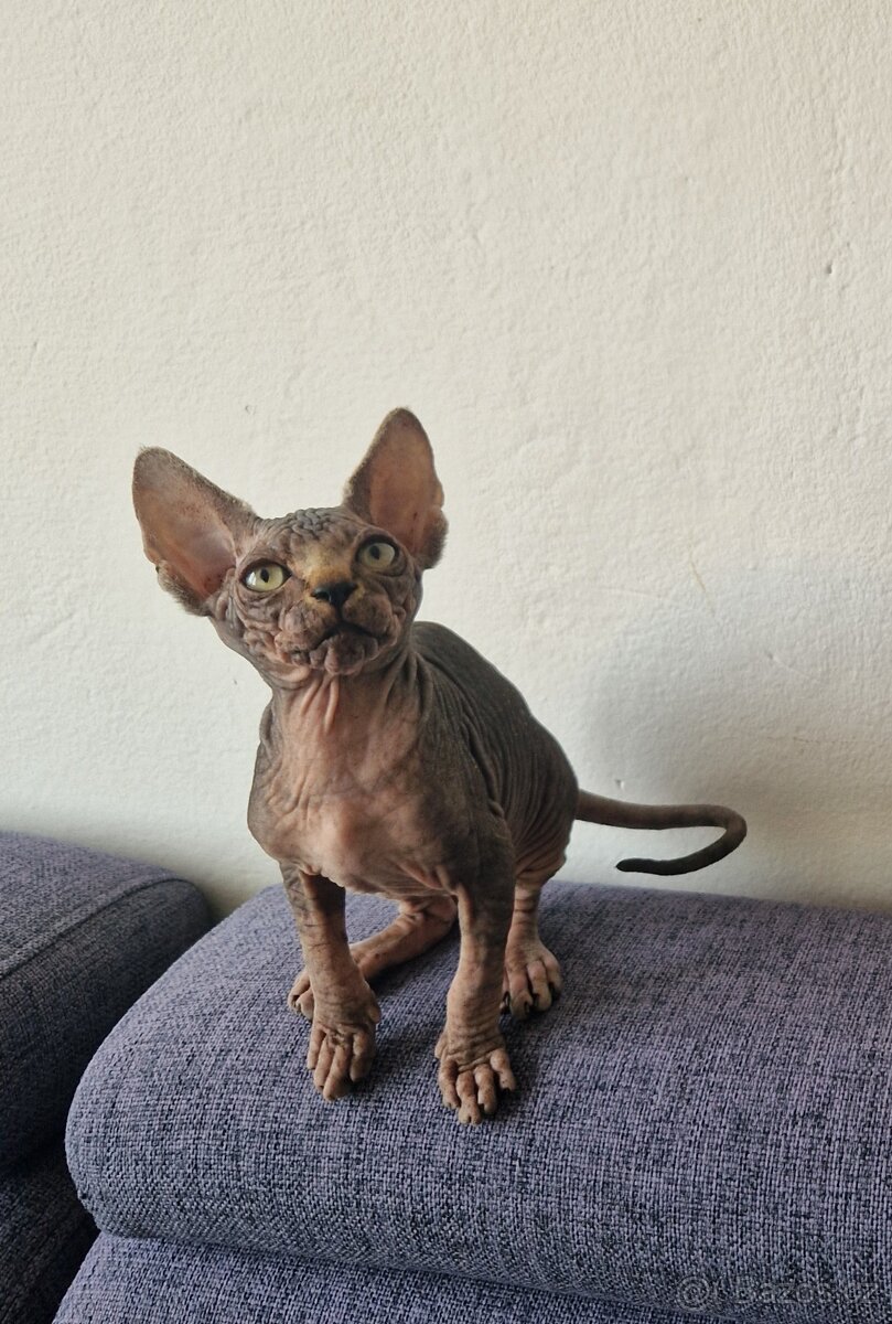Kanadský sphynx bez PP - kluk - 2