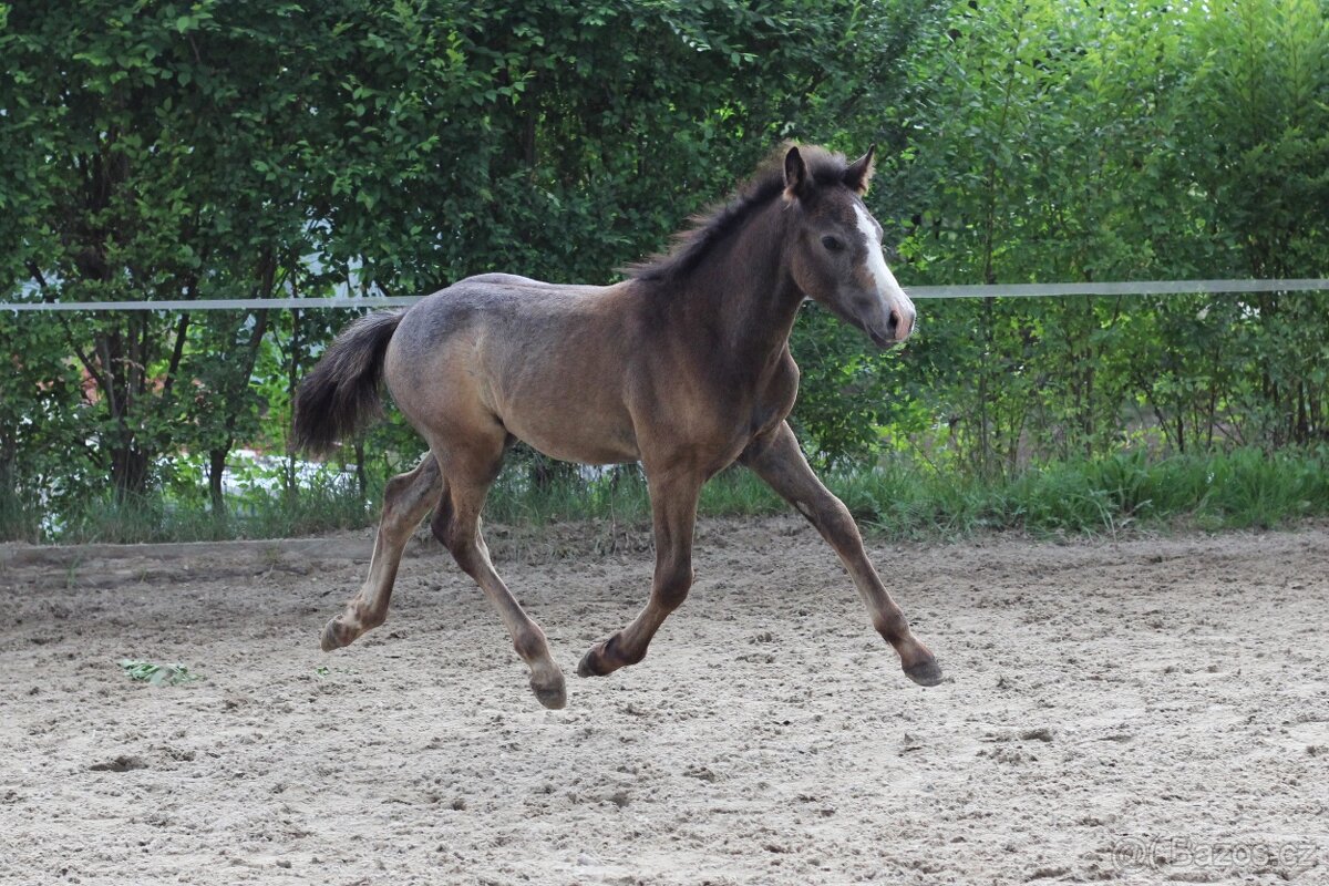 Letošní hřebec WPBR po Trojice Empor - 2